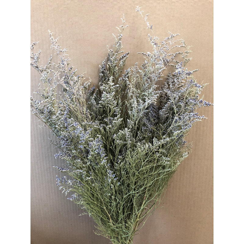 Caspia Arrangement