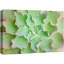Vert, rouge, crassula, ondulation, désert, cactus, photographie florale, botanique, zen, décor rustique, A54-99543895