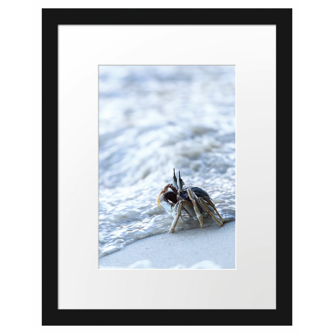 Gerahmtes Poster Kleine Krabbe am Strand