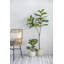 55.1'' Faux Fiddle Leaf Fig Tree in Cement Pot