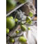 Tiges, arbustes et sprays artificiels-985129530-985129529