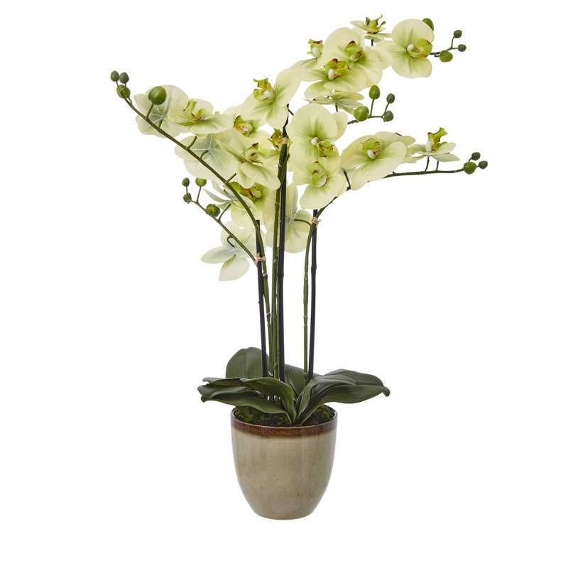 Andaiye 77cm Plant in Pot