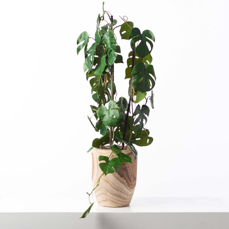 Arrangement de plante verte à feuilles fendues vertes Monstera