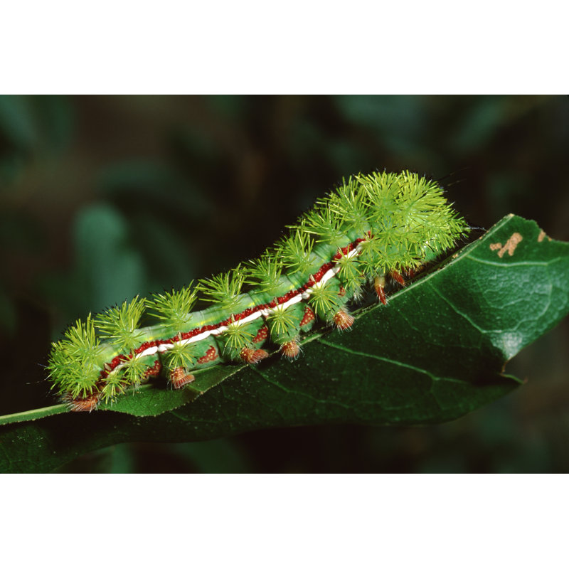 Zanaria Io Moth Chenille sur toile, H 8 po x l 12 po