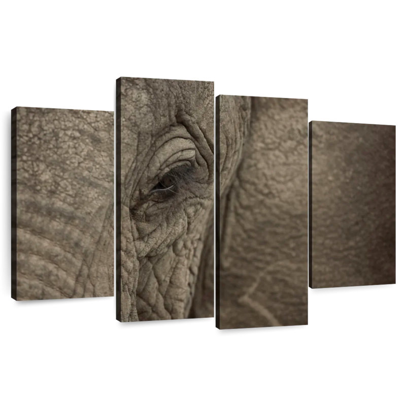Oeil d'éléphant d'Afrique Brampt, H 32 po x l 52 po