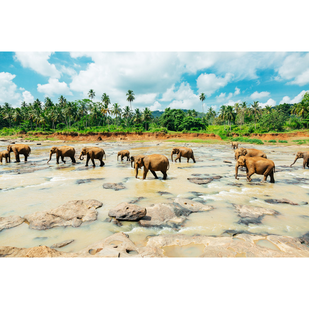 Scenic Shot Of Pin Walk Elephants von Danilovi - Leinwandbilder Kunstdrucke