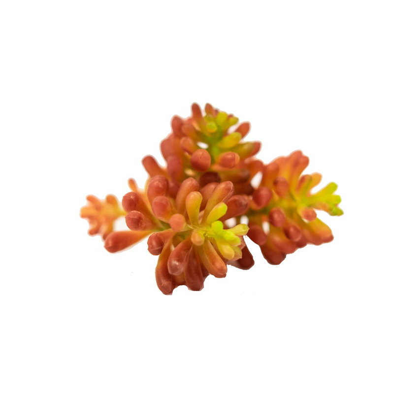 Arbustes sedum flamme