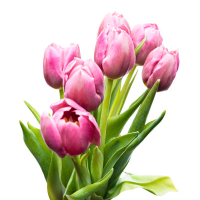Purple Spring Tulip - Wrapped Canvas Print