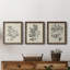 «Antique Black and White Botanical IV», ensemble de 3 reproductions d'art sur toile-1965063394-1965063418