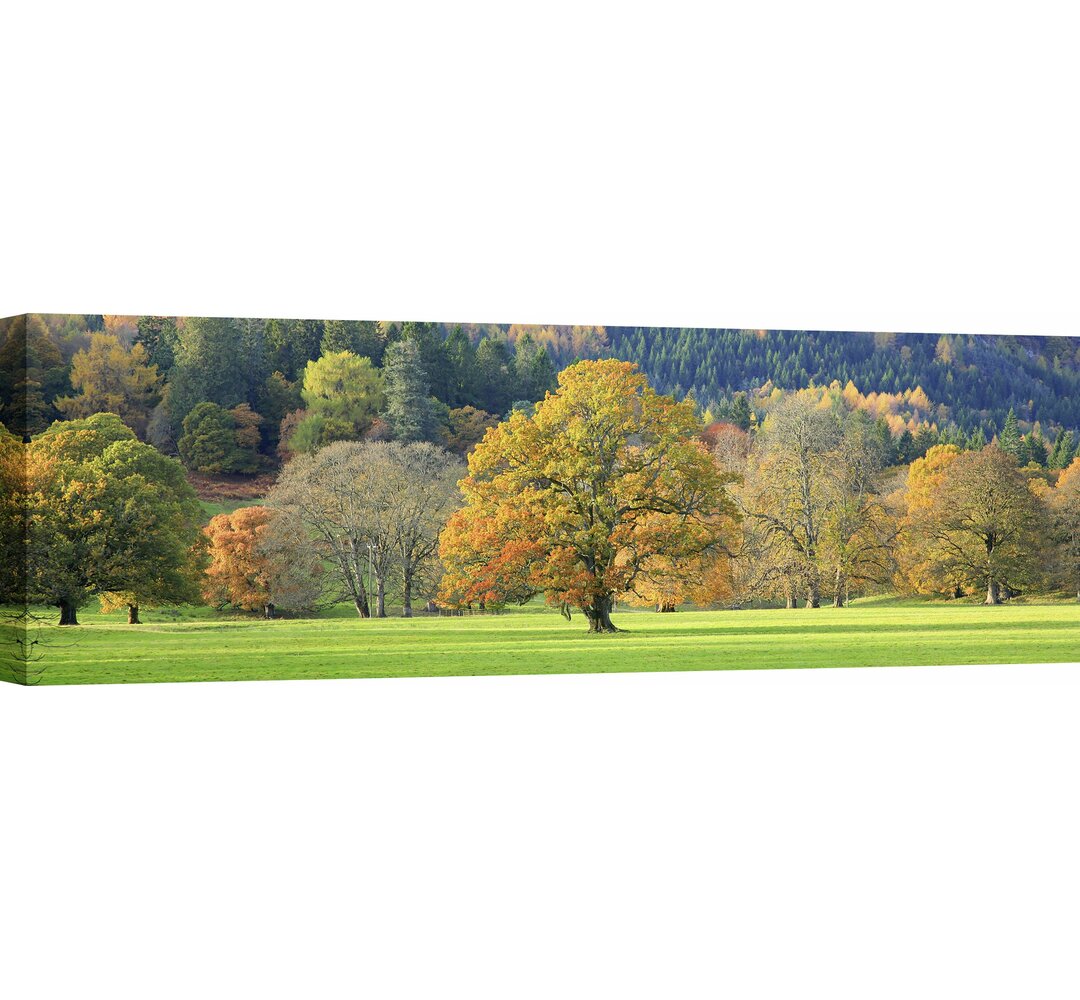 Leinwandbild Gemischte Bäume in Herbstfarben, Schottland