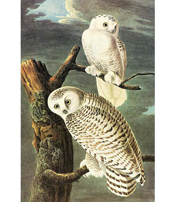 « snowy hibou » par john james audubon, impression