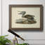 «Brown Pelican» par John Audubon - peinture sur toile encadrée-1259366780-1231816789