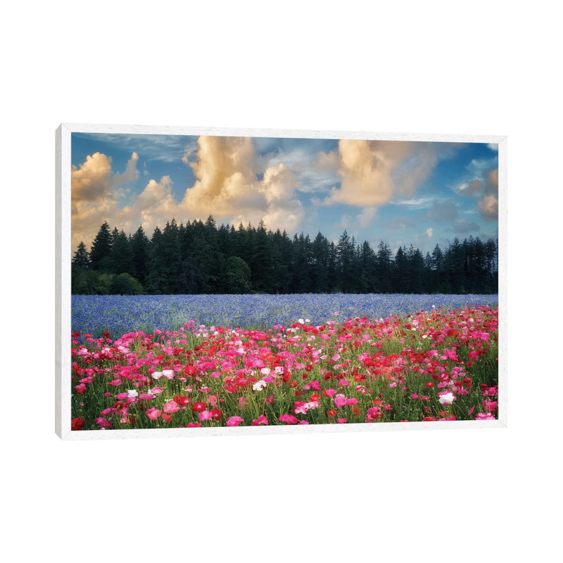 Flower Field Sunrise I by Dennis Frates - Print on Canvas, White Framed, 45.72cm H x 66.04cm W x 3.81cm D