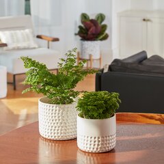 Wayfair  Ceramic Planters You'll Love in 2024