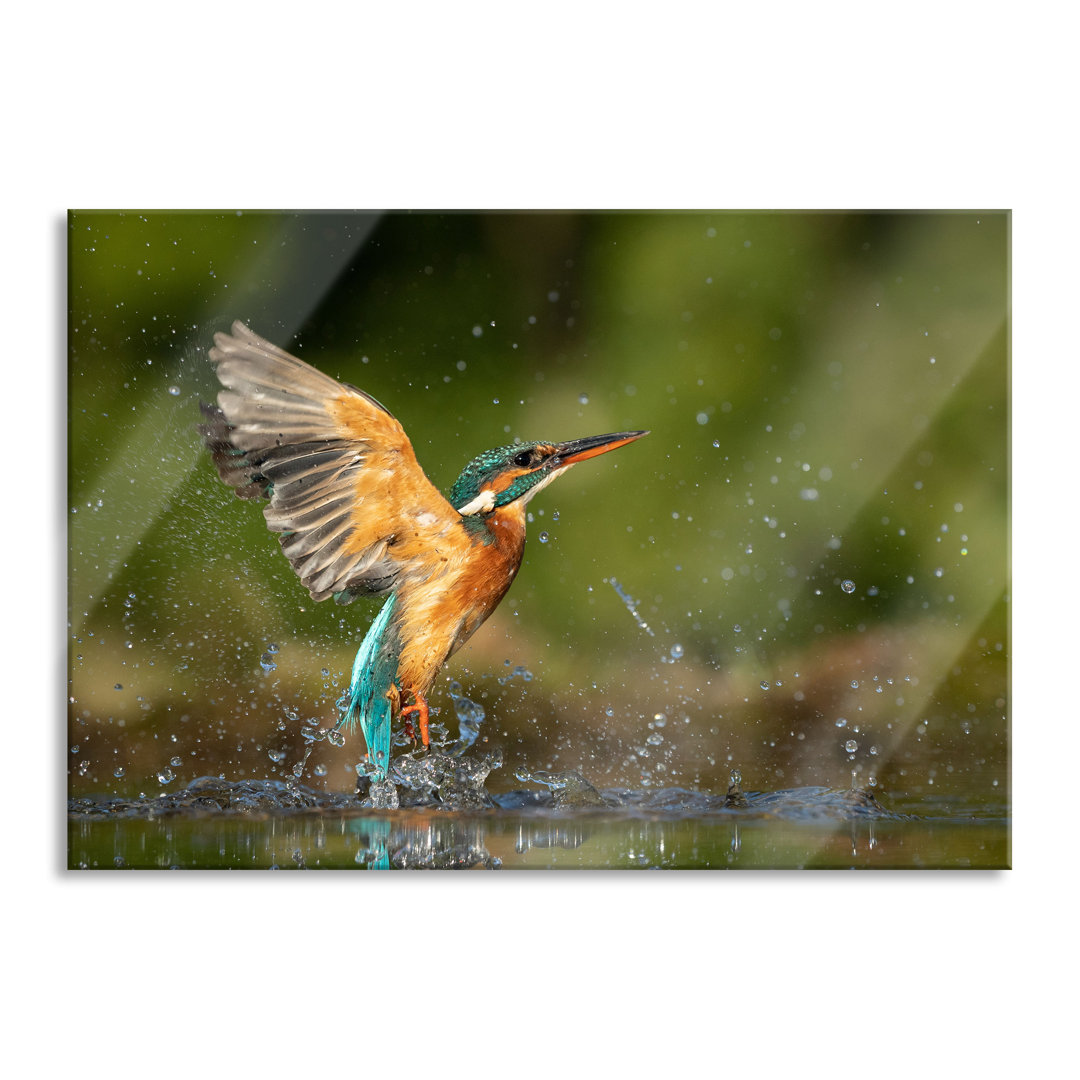 Glasbild Eisvogel auf der Jagd nach Fischen