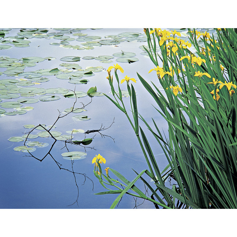 Iris et nénuphars par Bruce Heinemann