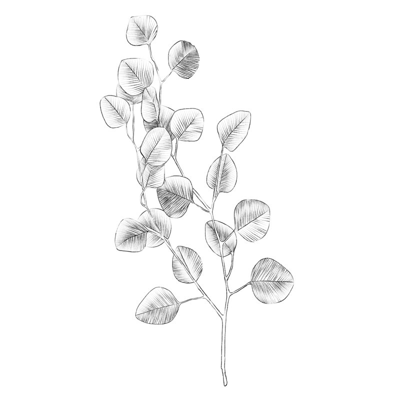 Eucalyptus Sketch IV by Emma Scarvey - Wrapped Canvas Print, 122 cm H x 81 cm W, Wrapped Canvas
