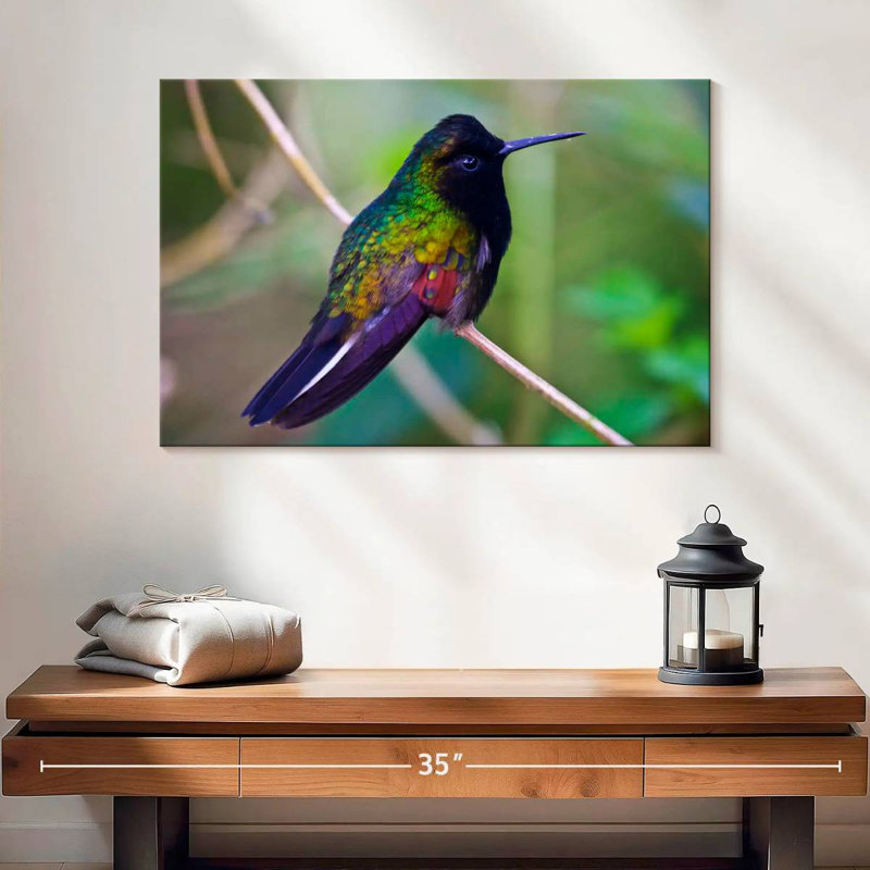 Colibri à ventre noir Brampt, H 16 po x l 24 po
