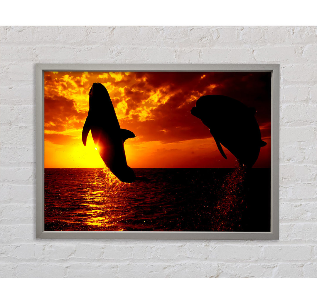 Dolphins Sunglow - Druck