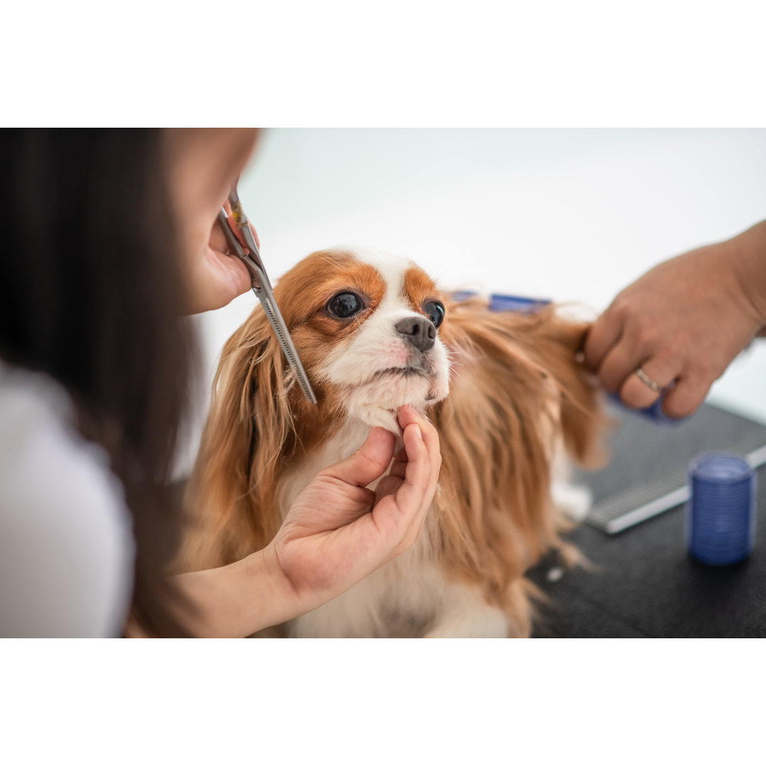 Eine chinesische Hundefriseurin pflegt einen Cavalier King Charles Spaniel von Edwin Tan - Leinwanddruck ohne Rahmen