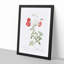 Red Roses by Pierre-Joseph Redoute - Picture Frame Painting Print-55598611-55598613