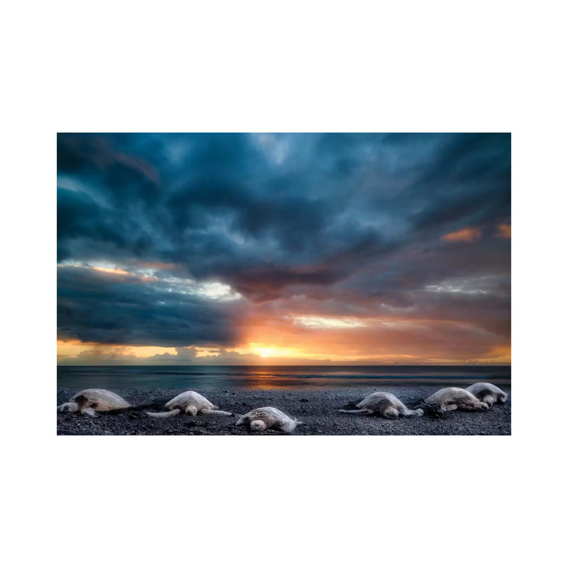 Beached Turtles by Dennis Frates - Wrapped Canvas Gallery-Wrapped Canvas Giclée, 20.32 cm H x 30.48 cm W