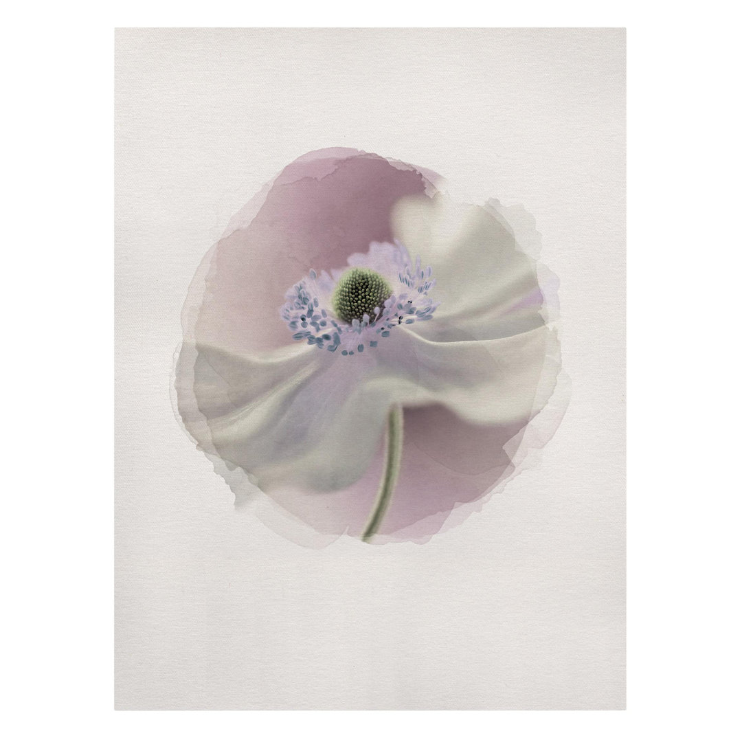 Leinwandbild Watercolor - Anemone Breeze