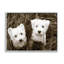 «White Terrier Puppies» par Jim Dratfield-93843348-93851382