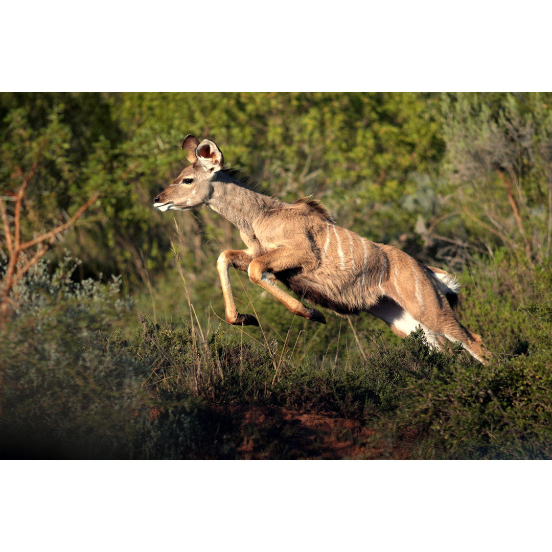 Weiblicher Kudu - Kunstdrucke auf Leinwand - Wrapped Canvas