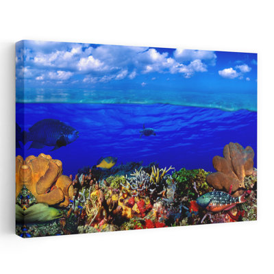 Reef With Parrotfish Green Moray Eel Gymnothorax Funebris And Whitespotted Filefish Cantherhines Macrocerus Underwater Abstract Contemporary Fish L...