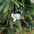 White 4' Pre-Lit Pine Christmas Tree