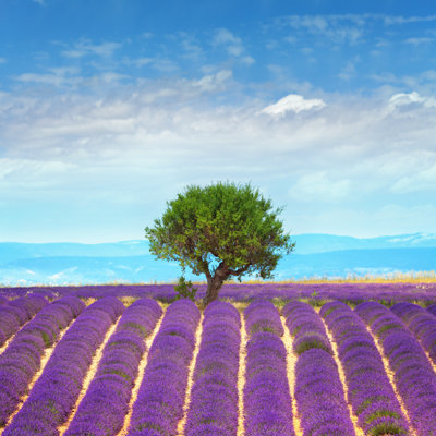 Lavender Fields In Provence by Mammuth - Wrapped Canvas Print