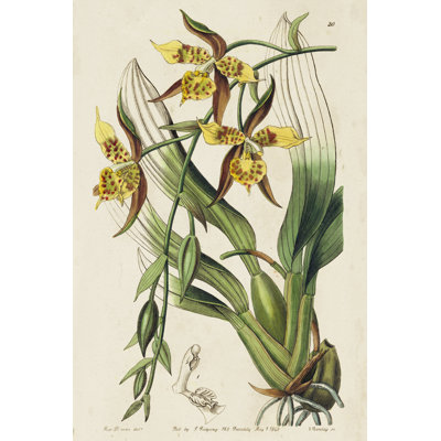 Spring Orchid I by Ridgeway - Painting