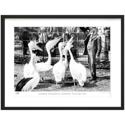 London Zoological Gardens, Pelicans 1913 by Francis Frith - Single Picture Frame Print