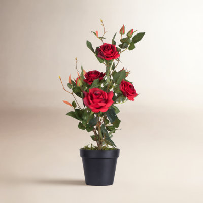 21" Rose Plant in Pot