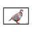 Partridge - Graphic Art-19560111-74876758-74876759