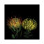 Double Fun, Flower Fireworks, reproduction de photo sur toile tendue-18515398-74380609-74380610