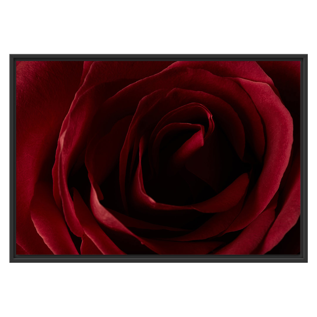 Gerahmtes Wandbild Rote Rose