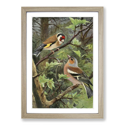 Vintage Goldfinch and Chaffinch by Wilhelm Kuhnert - Framed Print