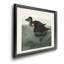 American Scoter Duck - reproduction d'art sur toile-377241495-377241493
