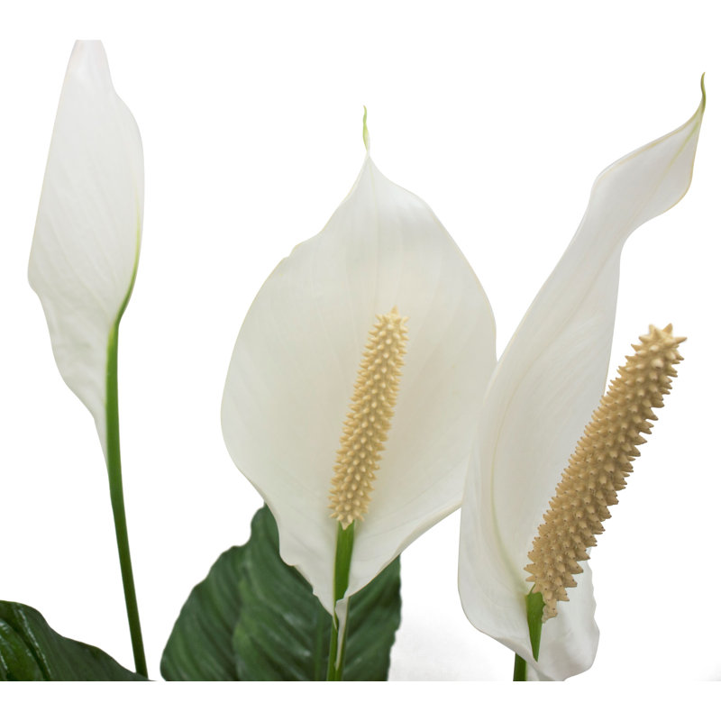 Peace Lily in Nursery Pot