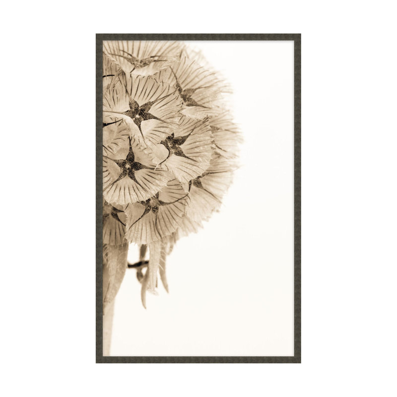 «Dawning Bloom 1» par Studio L57 Affinity - impression d'un seul cadre, H 32,25 po x l 20,25 po