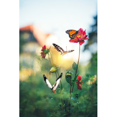 Jardin de papillons par Borchee