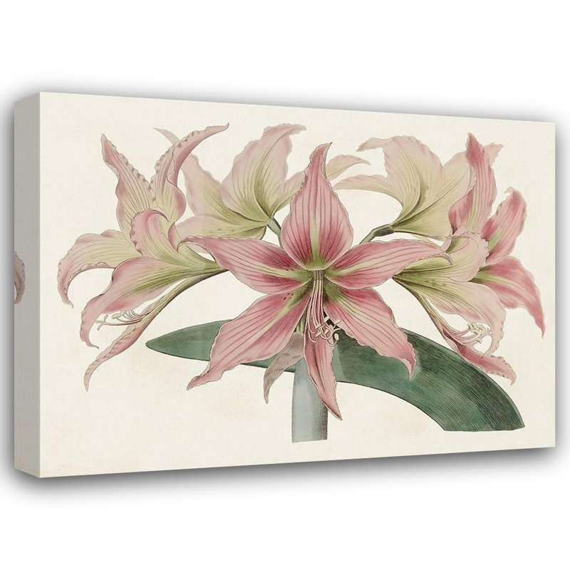 Art sur toile tendue Red Barrel Studio® Ridgeway Gallery: Amaryllis Varietals I