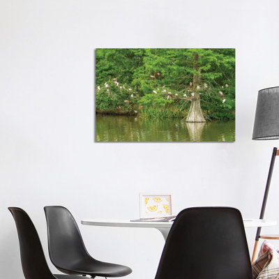 USA, Louisiana, Vermilion Parish. Rookery in cypress tree. 1 Piece Wrapped Canvas Wall Art