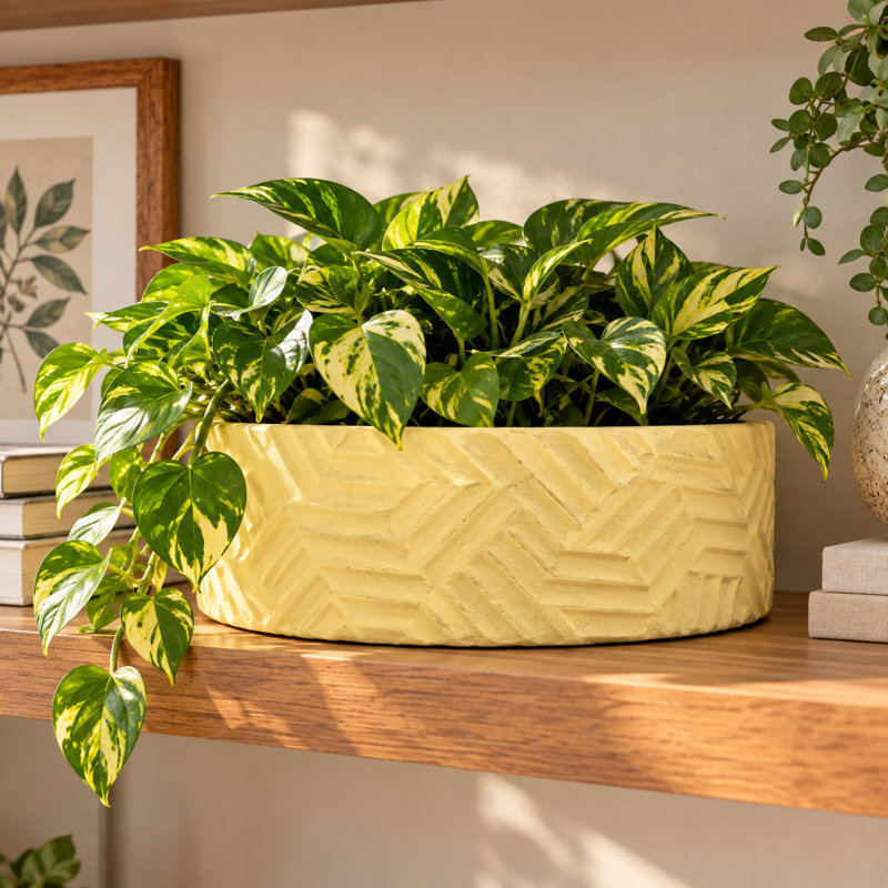 Pot jaune Sancho, H 2,8 po x l 7,9 po x P 3,1 po, Yellow