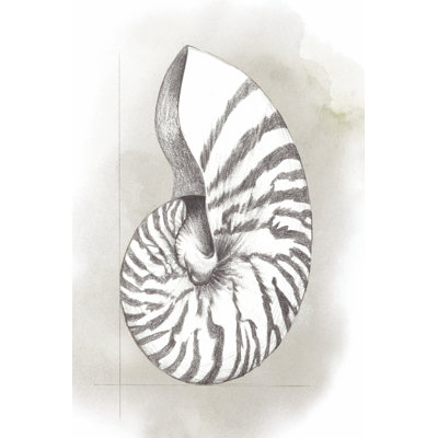 Shell Diagram III by Grace Popp - Wrapped Canvas Print