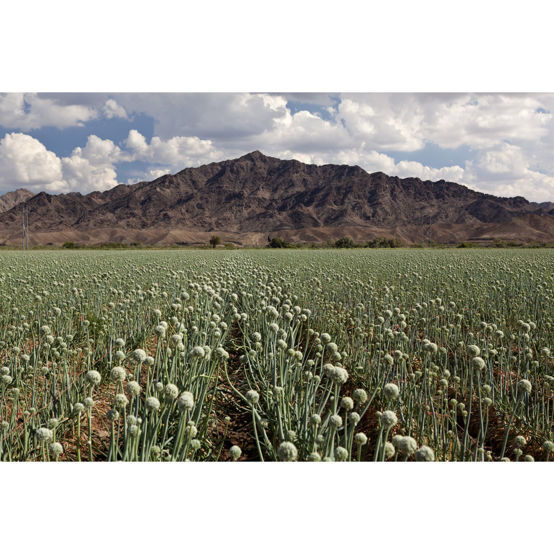 Leinwandbild Onion Field