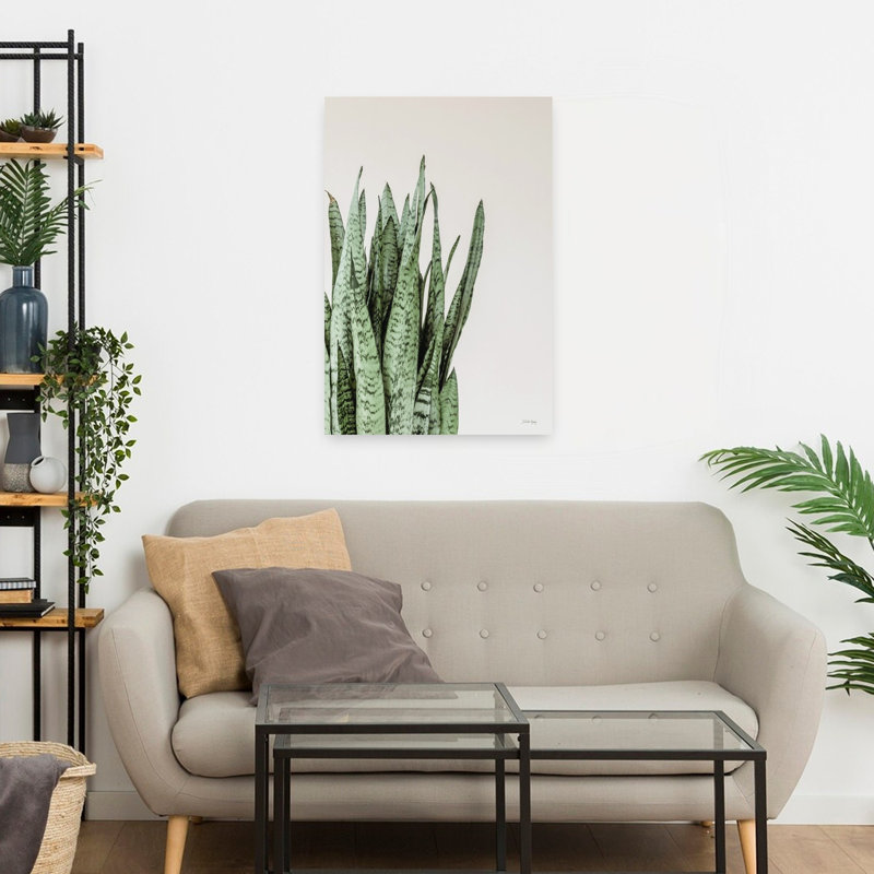 Boho Snake Plant, H 24 po x l 16 po