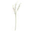 Cymbidium Spray-111171235
